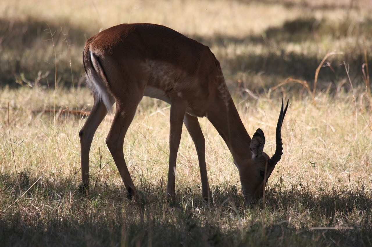[20884] 2016_06_29_03_08_47_Africa_Canon_EOS_40D_IMG__10724.jpg