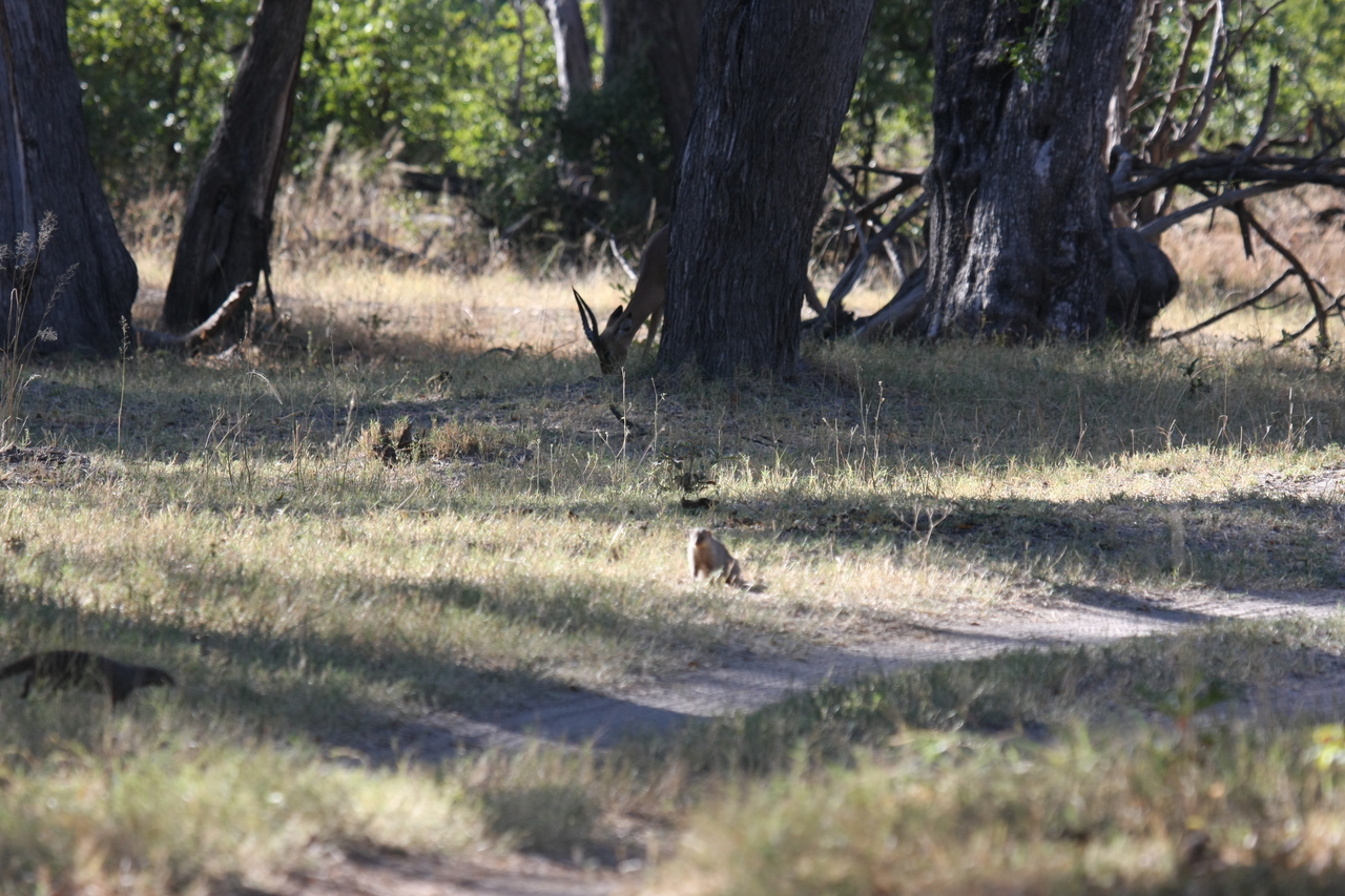 [20894] 2016_06_29_03_09_01_Africa_Canon_EOS_40D_IMG__00040.jpg