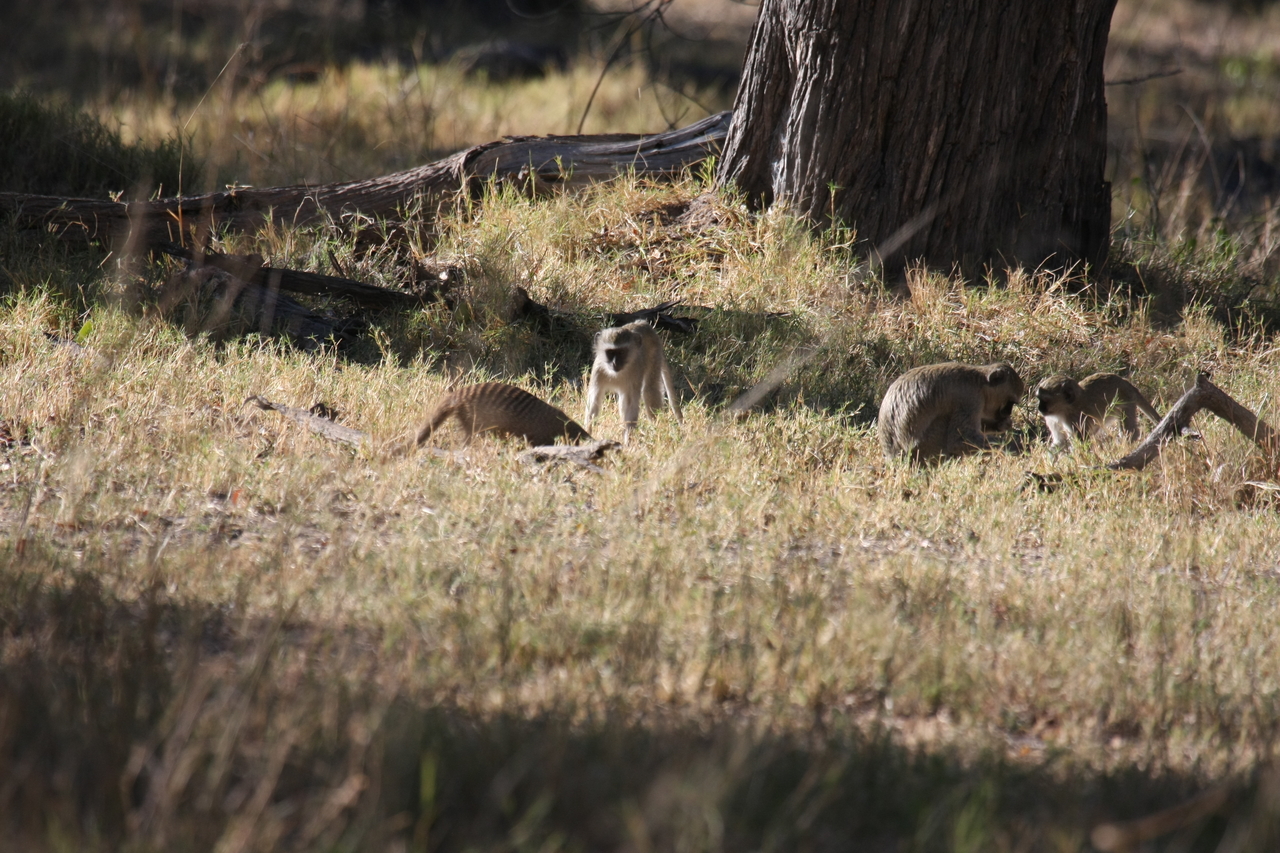 [20909] 2016_06_29_03_09_31_Africa_Canon_EOS_40D_IMG__00045.jpg