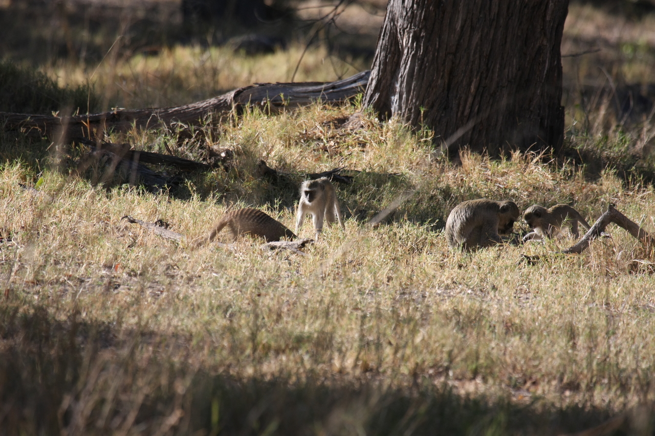 [20910] 2016_06_29_03_09_31_Africa_Canon_EOS_40D_IMG__00046.jpg