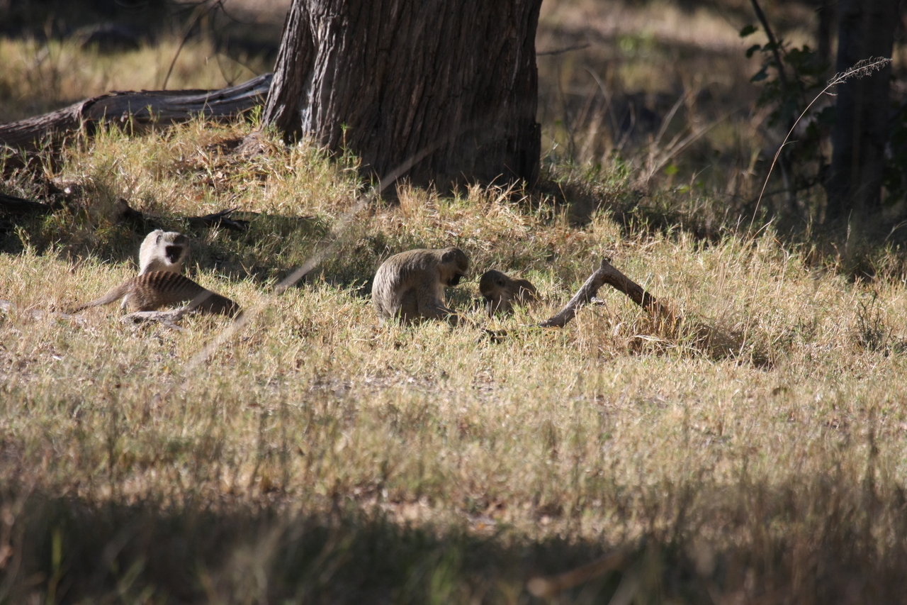 [20928] 2016_06_29_03_09_40_Africa_Canon_EOS_40D_IMG__03294.jpg