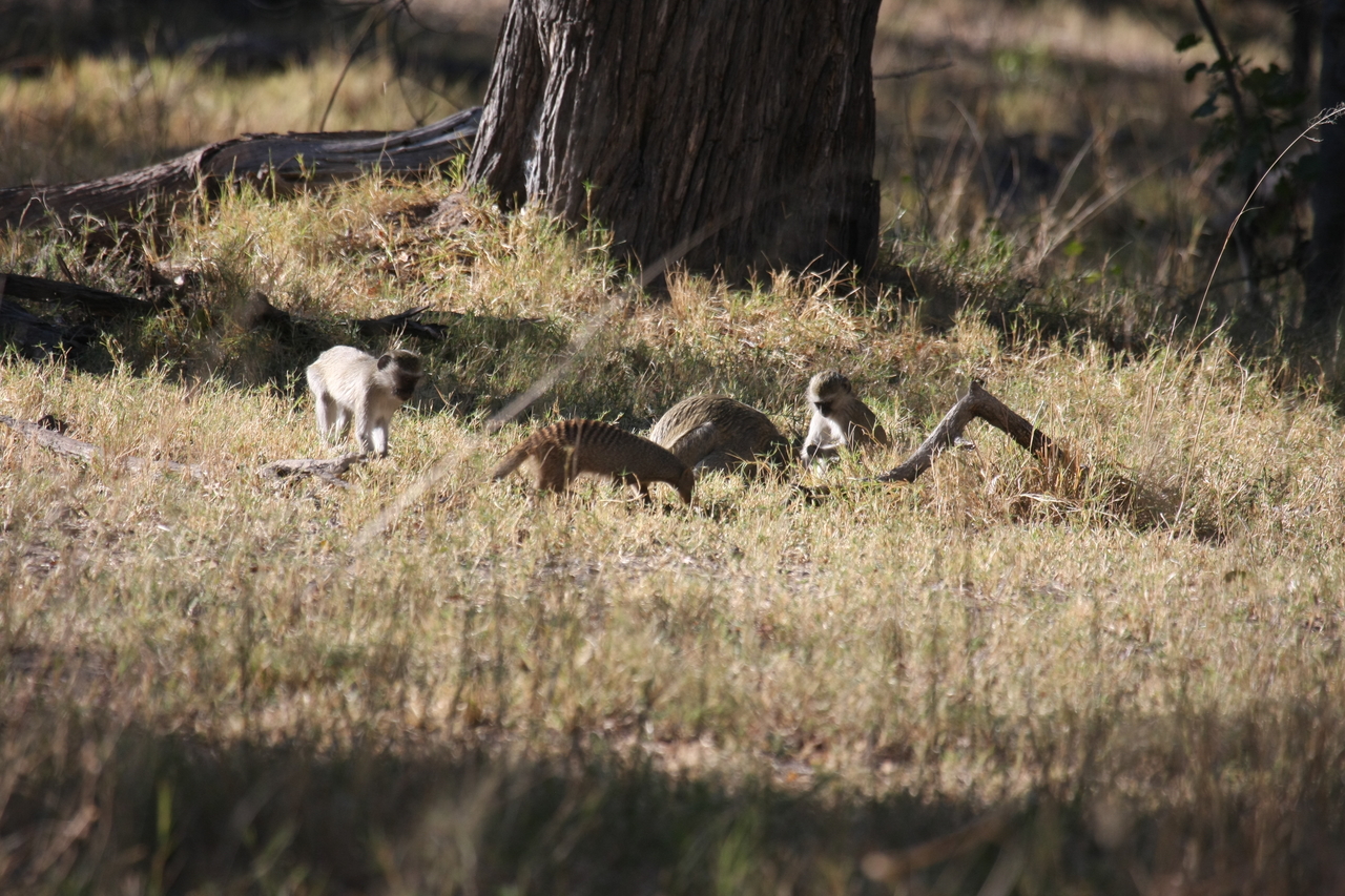 [20932] 2016_06_29_03_09_41_Africa_Canon_EOS_40D_IMG__10742.jpg