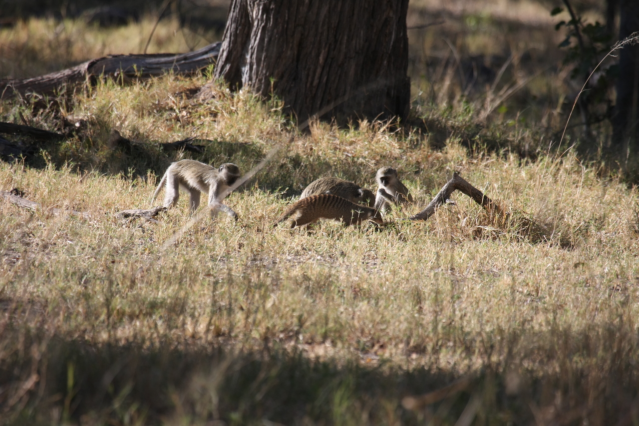 [20940] 2016_06_29_03_09_42_Africa_Canon_EOS_40D_IMG__10744.jpg