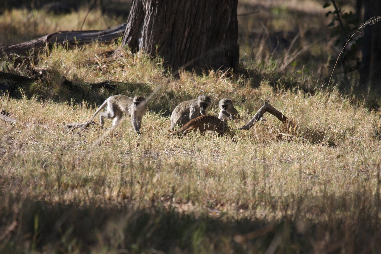 [20941] 2016_06_29_03_09_42_Africa_Canon_EOS_40D_IMG__10745.jpg