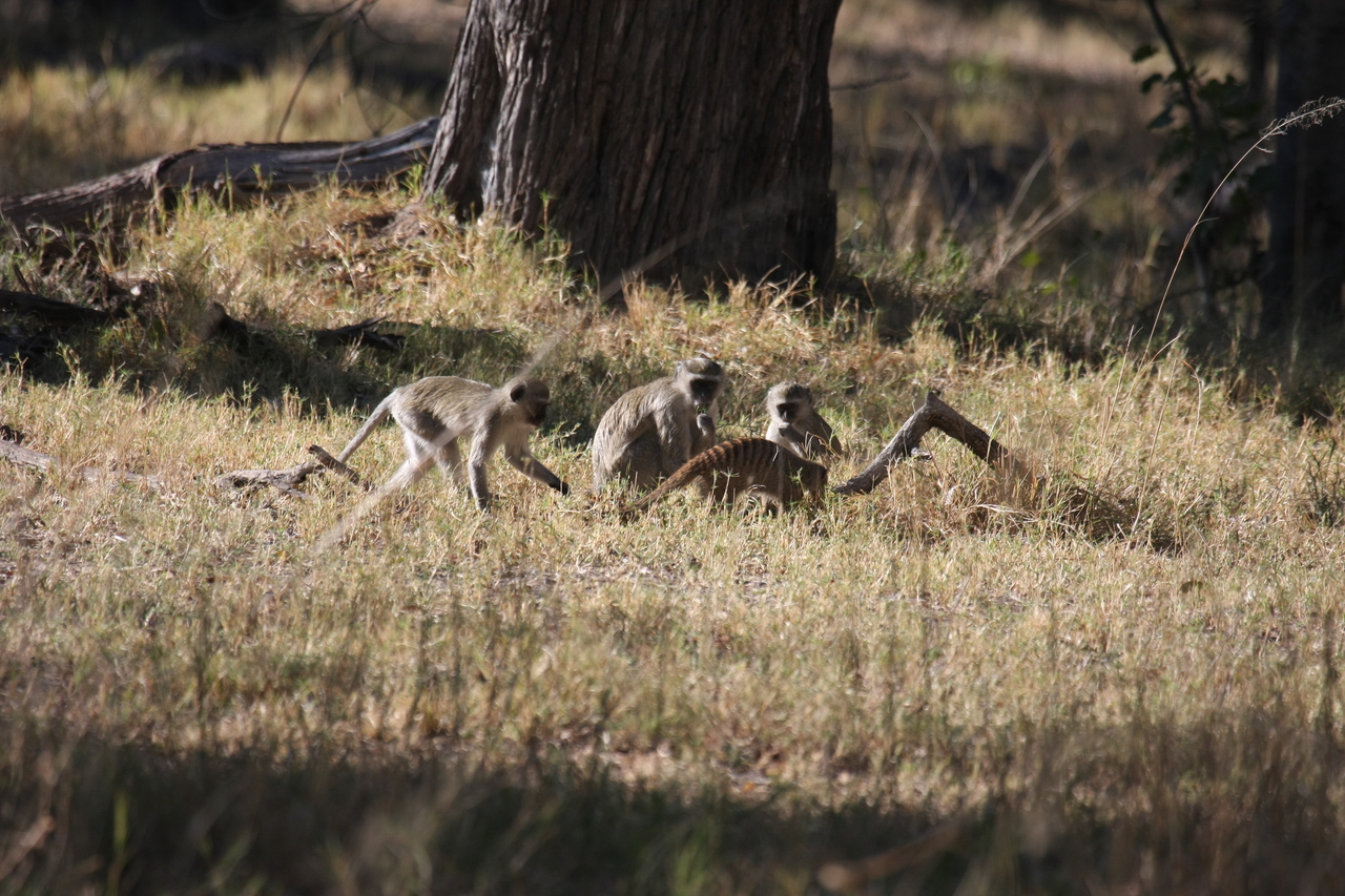 [20944] 2016_06_29_03_09_43_Africa_Canon_EOS_40D_IMG__10746.jpg