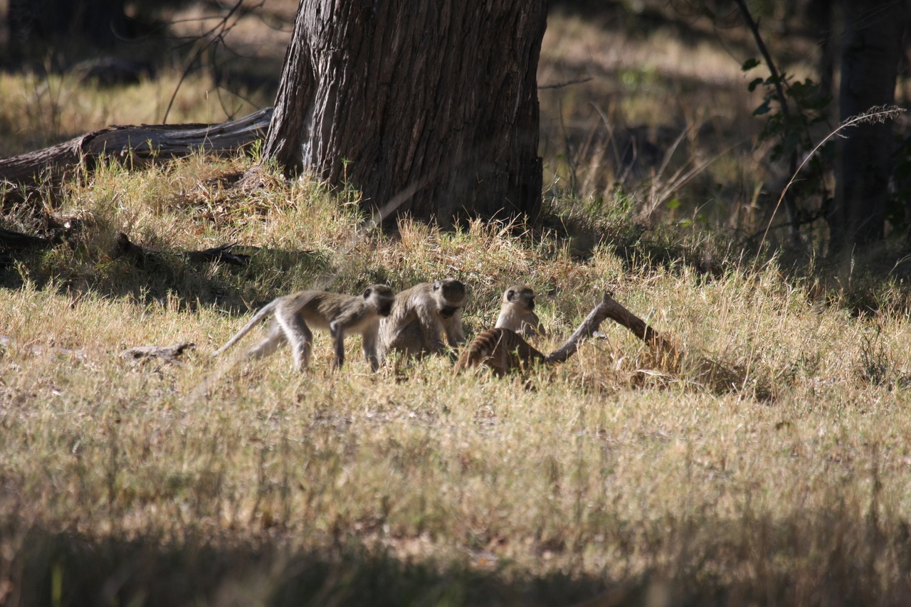 [20949] 2016_06_29_03_09_45_Africa_Canon_EOS_40D_IMG__00061.jpg