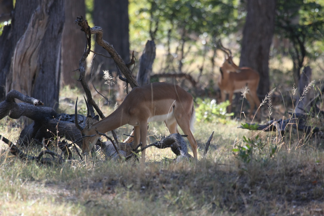 [20964] 2016_06_29_03_10_06_Africa_Canon_EOS_40D_IMG__03307.jpg