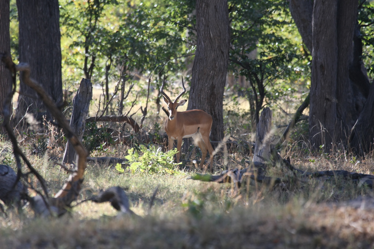 [20972] 2016_06_29_03_10_13_Africa_Canon_EOS_40D_IMG__10755.jpg