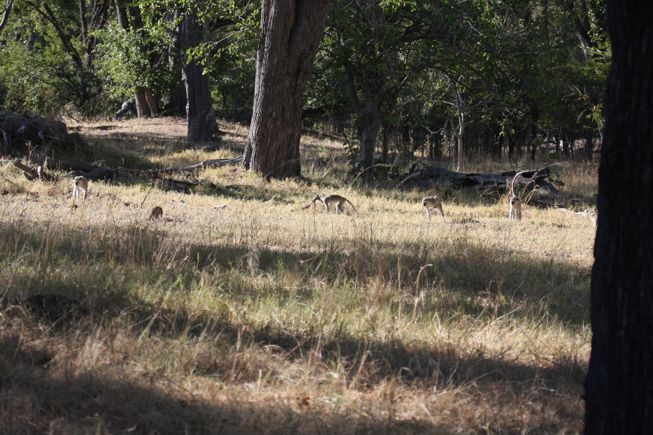 [20978] 2016_06_29_03_10_48_Africa_Canon_EOS_40D_IMG__03313.jpg