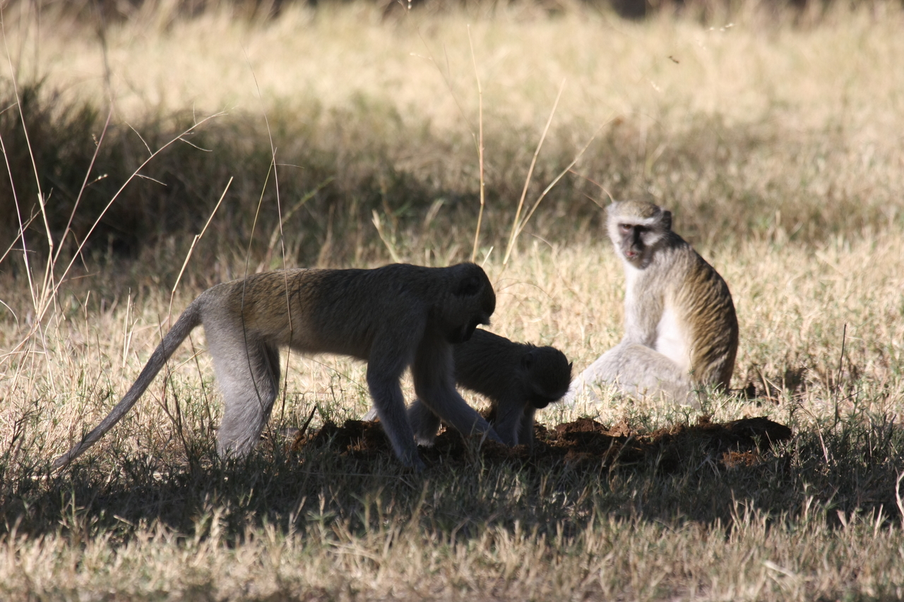 [20993] 2016_06_29_03_12_05_Africa_Canon_EOS_40D_IMG__10763.jpg