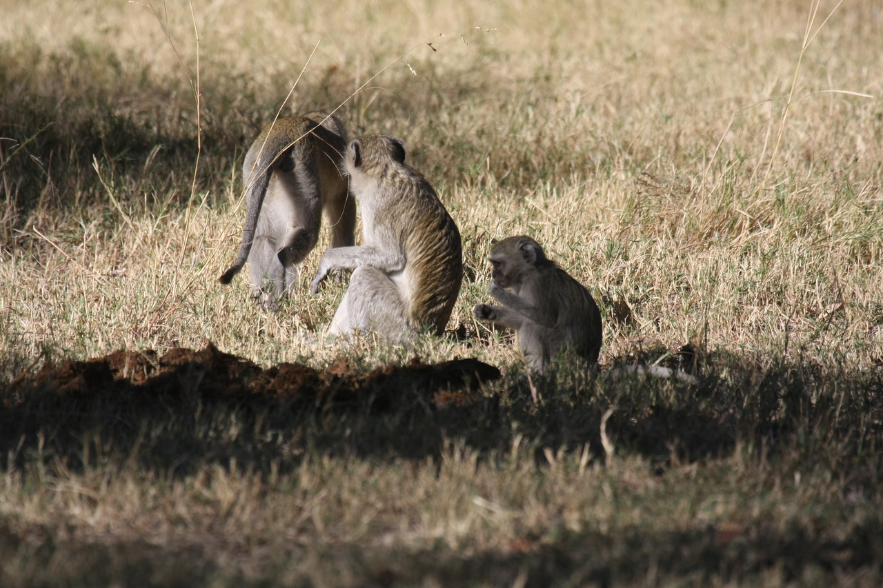 [21001] 2016_06_29_03_12_14_Africa_Canon_EOS_40D_IMG__03321.jpg