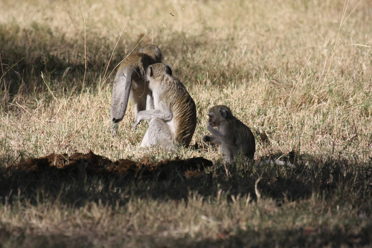 [21007] 2016_06_29_03_12_15_Africa_Canon_EOS_40D_IMG__10770.jpg