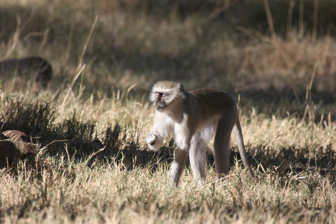 [21009] 2016_06_29_03_12_24_Africa_Canon_EOS_40D_IMG__00083.jpg