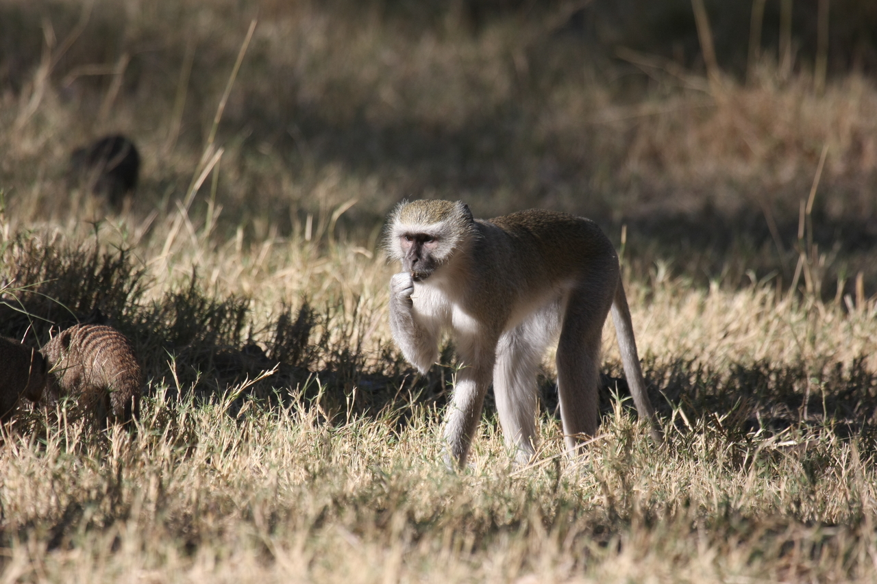 [21010] 2016_06_29_03_12_24_Africa_Canon_EOS_40D_IMG__03324.jpg
