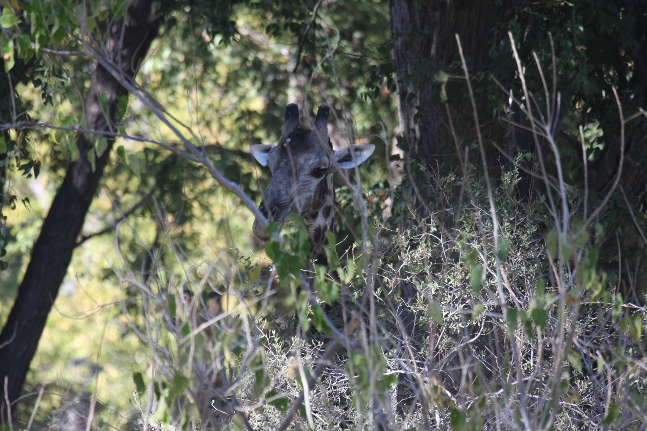 [21026] 2016_06_29_03_12_45_Africa_Canon_EOS_40D_IMG__03330.jpg