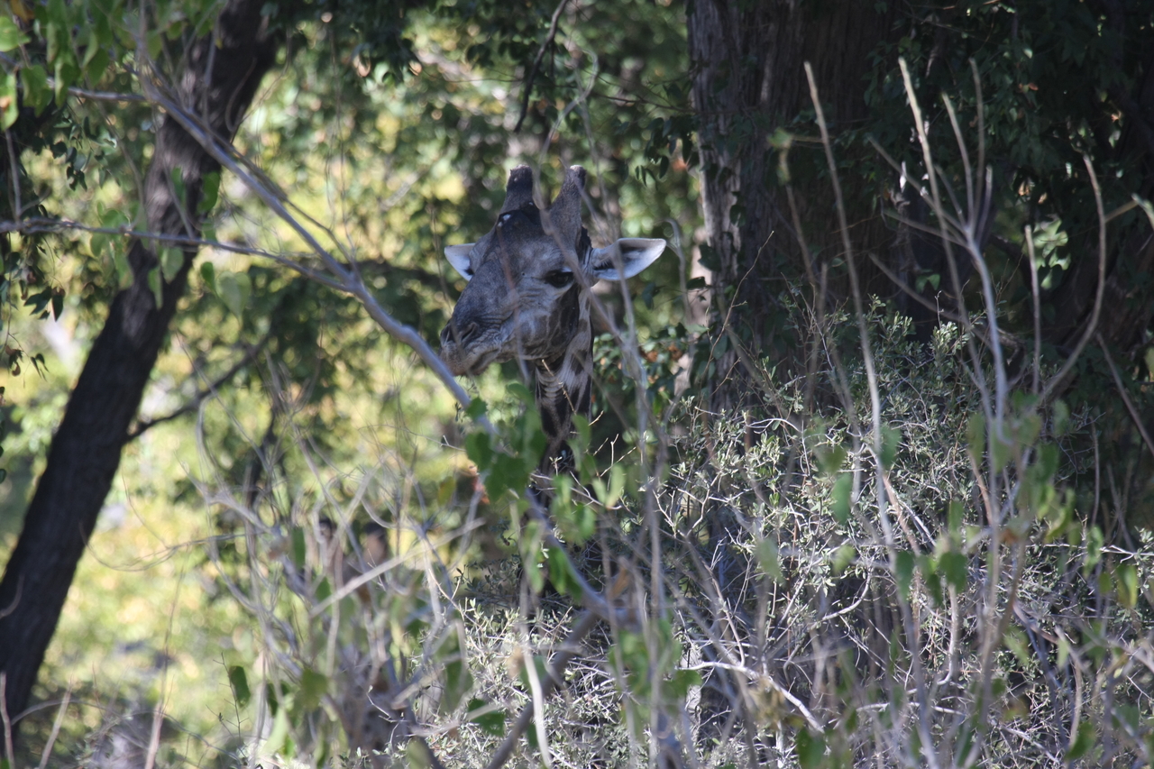[21027] 2016_06_29_03_12_45_Africa_Canon_EOS_40D_IMG__10776.jpg