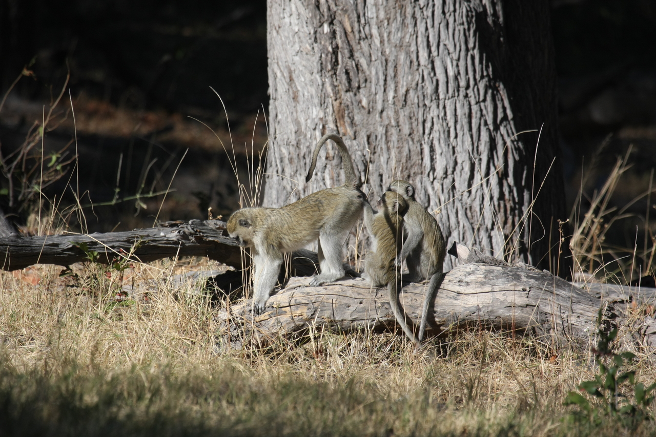 [21030] 2016_06_29_03_13_26_Africa_Canon_EOS_40D_IMG__00090.jpg
