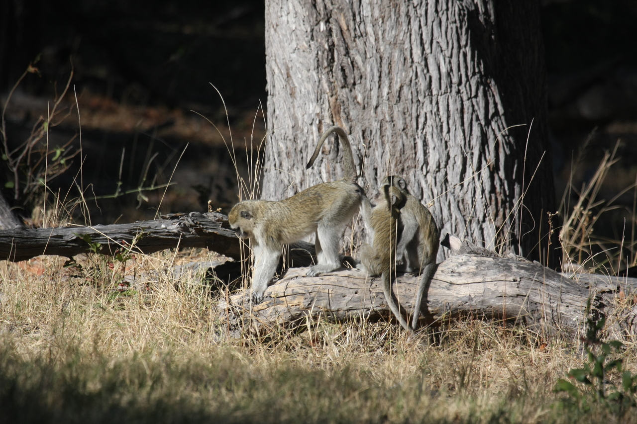 [21035] 2016_06_29_03_13_26_Africa_Canon_EOS_40D_IMG__10778.jpg