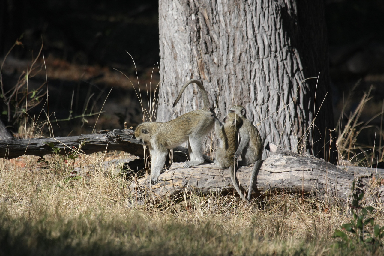 [21037] 2016_06_29_03_13_26_Africa_Canon_EOS_40D_IMG__10781.jpg