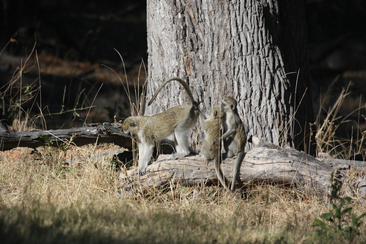 [21040] 2016_06_29_03_13_27_Africa_Canon_EOS_40D_IMG__00095.jpg