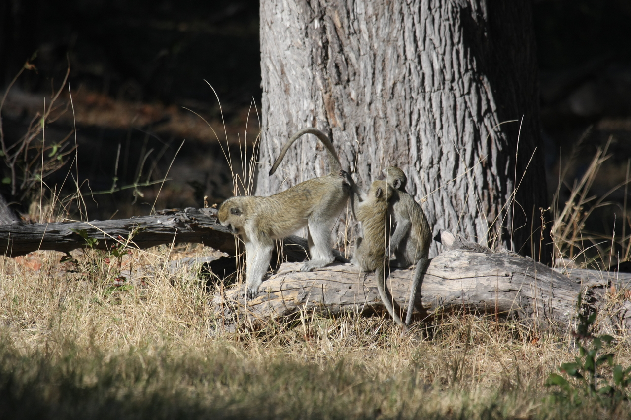 [21042] 2016_06_29_03_13_27_Africa_Canon_EOS_40D_IMG__03336.jpg