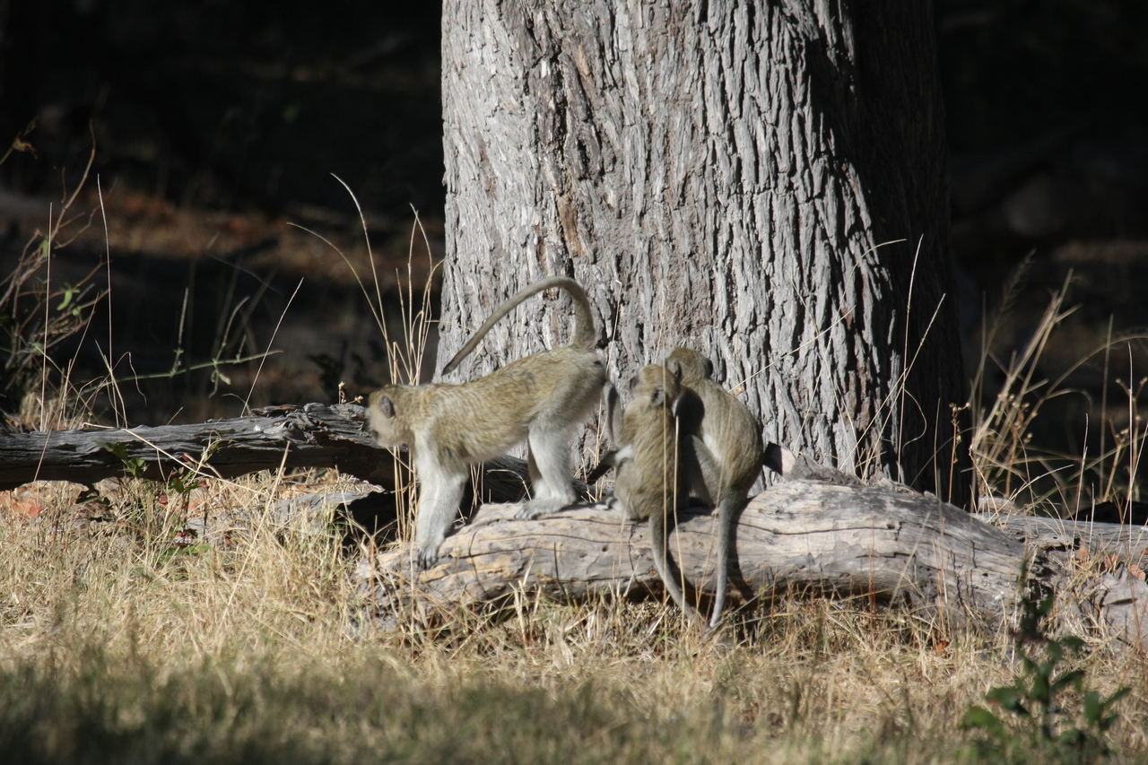 [21052] 2016_06_29_03_13_33_Africa_Canon_EOS_40D_IMG__03340.jpg