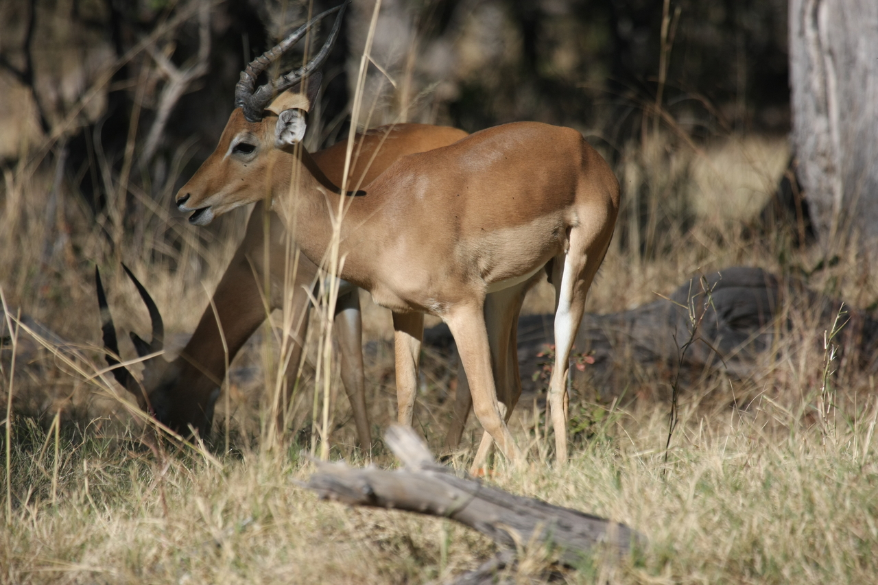 [21059] 2016_06_29_03_13_48_Africa_Canon_EOS_40D_IMG__03342.jpg