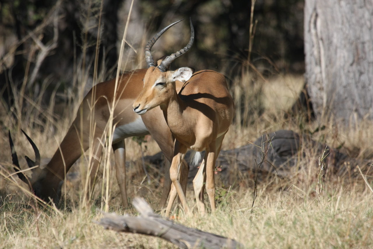 [21060] 2016_06_29_03_13_48_Africa_Canon_EOS_40D_IMG__10788.jpg
