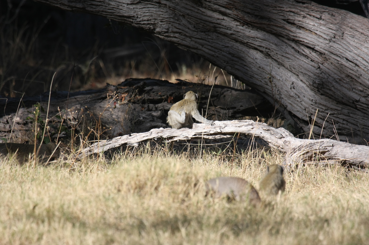 [21064] 2016_06_29_03_14_07_Africa_Canon_EOS_40D_IMG__00104.jpg