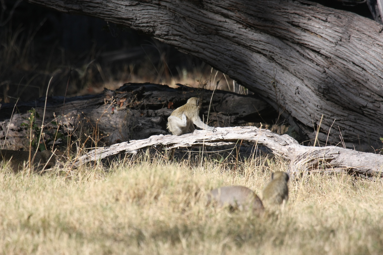 [21065] 2016_06_29_03_14_07_Africa_Canon_EOS_40D_IMG__03343.jpg