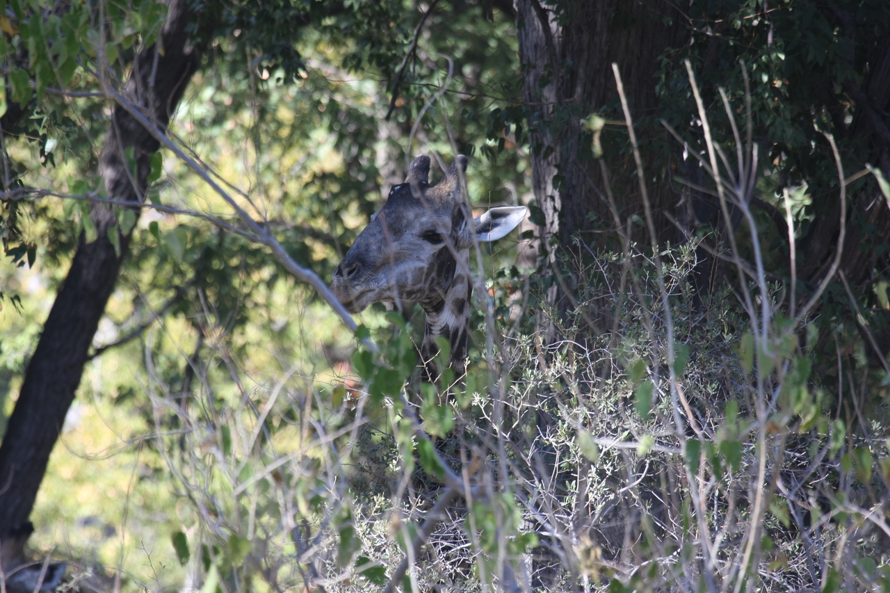 [21073] 2016_06_29_03_14_20_Africa_Canon_EOS_40D_IMG__00107.jpg