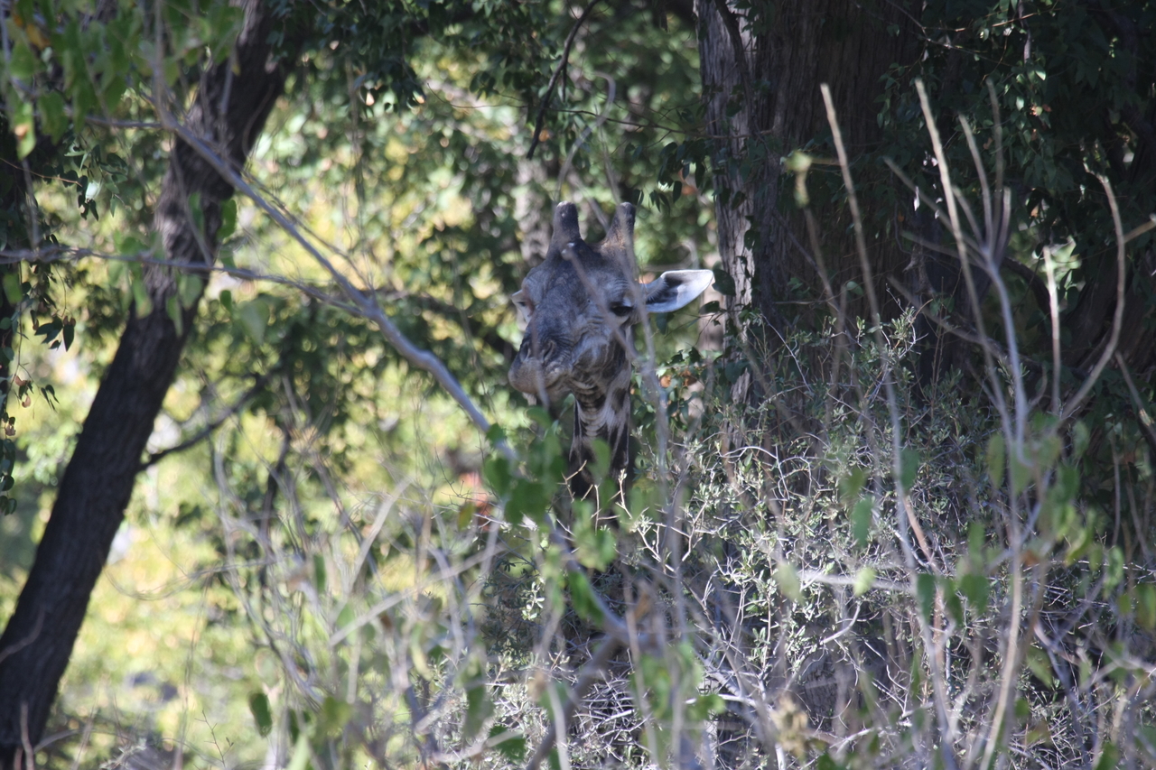 [21074] 2016_06_29_03_14_20_Africa_Canon_EOS_40D_IMG__03347.jpg
