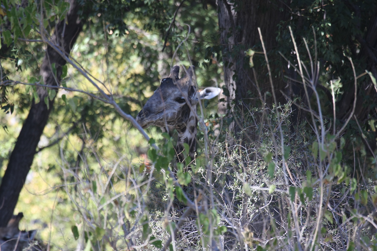 [21082] 2016_06_29_03_14_21_Africa_Canon_EOS_40D_IMG__10797.jpg