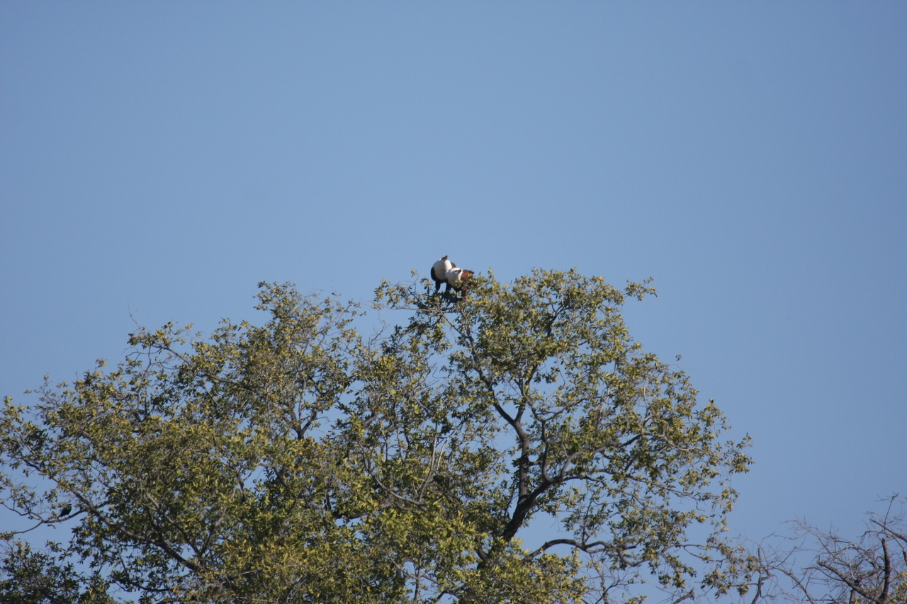 [21087] 2016_06_29_03_34_22_Africa_Canon_EOS_40D_IMG__00111.jpg