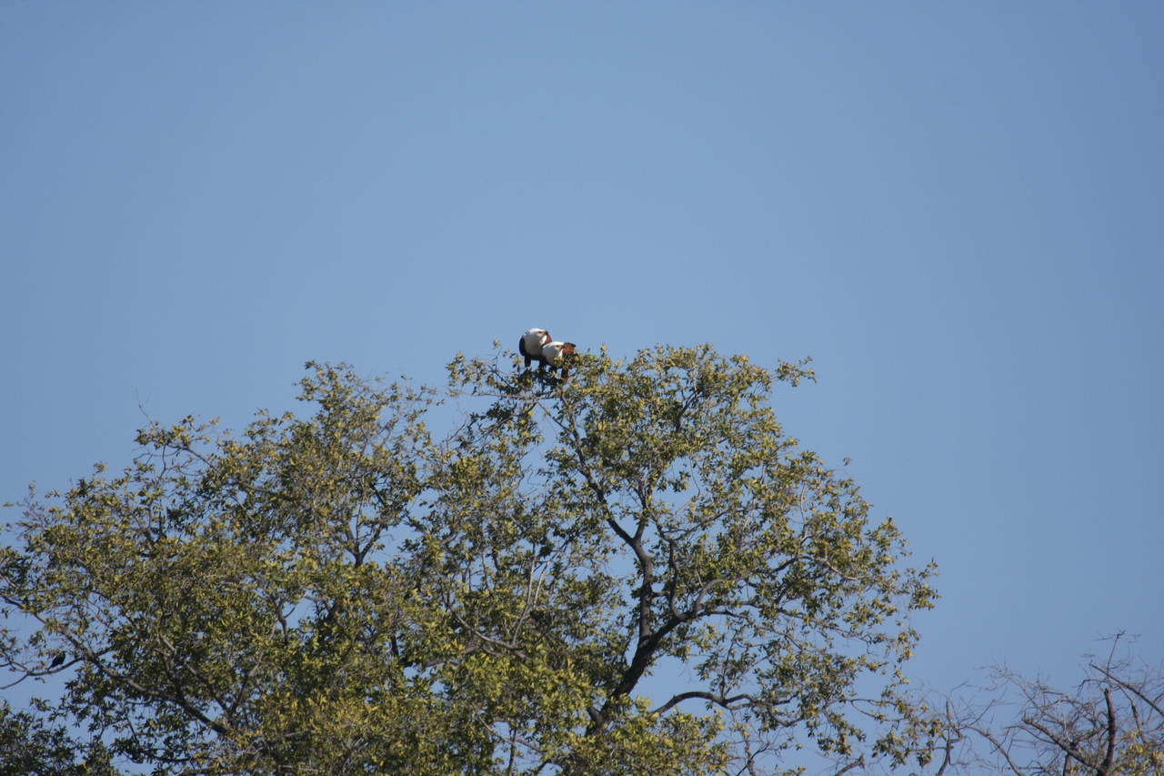 [21099] 2016_06_29_03_34_23_Africa_Canon_EOS_40D_IMG__03358.jpg