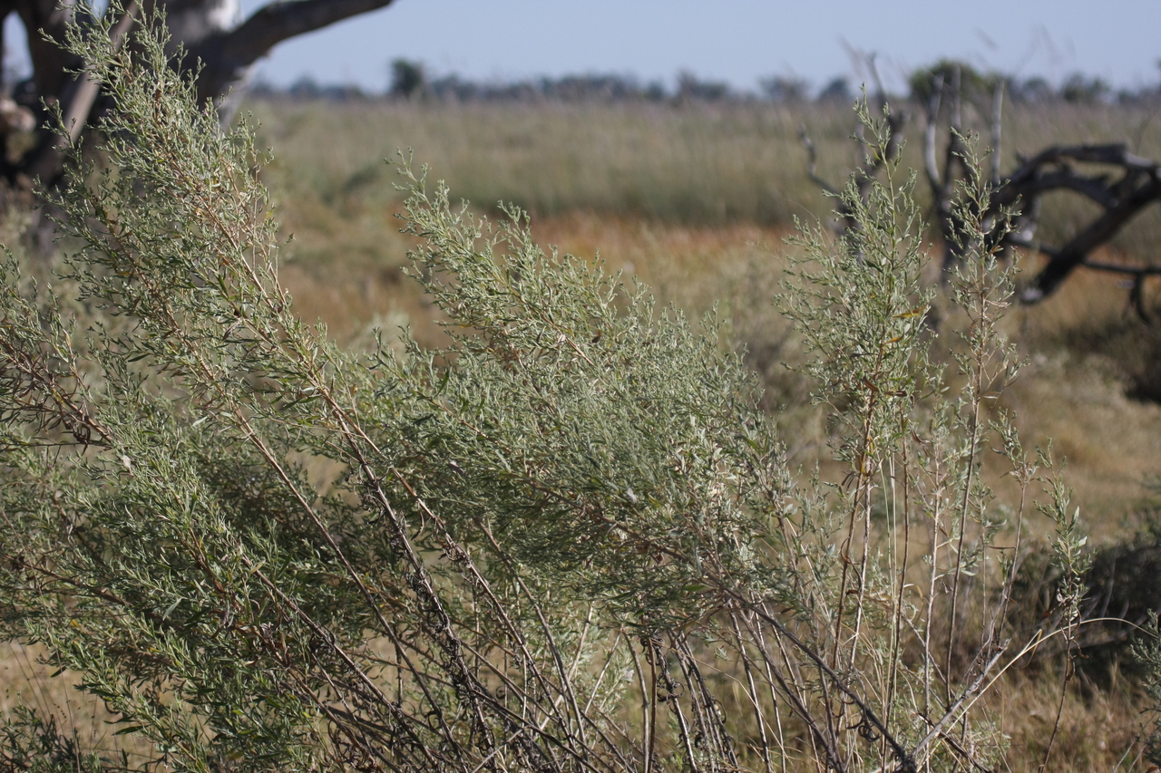 [21110] 2016_06_29_03_42_13_Africa_Canon_EOS_40D_IMG__00120.jpg