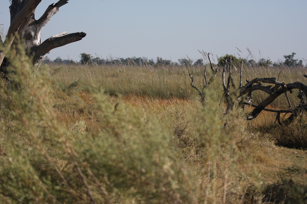 [21115] 2016_06_29_03_42_16_Africa_Canon_EOS_40D_IMG__10810.jpg