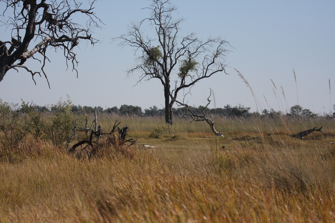 [21172] 2016_06_29_03_54_13_Africa_Canon_EOS_40D_IMG__10831.jpg