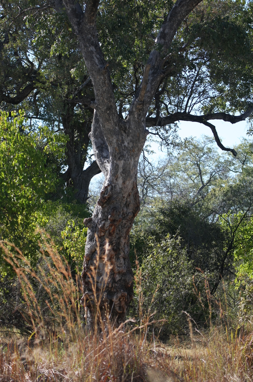 [21187] 2016_06_29_03_56_25_Africa_Canon_EOS_40D_IMG__10837.jpg