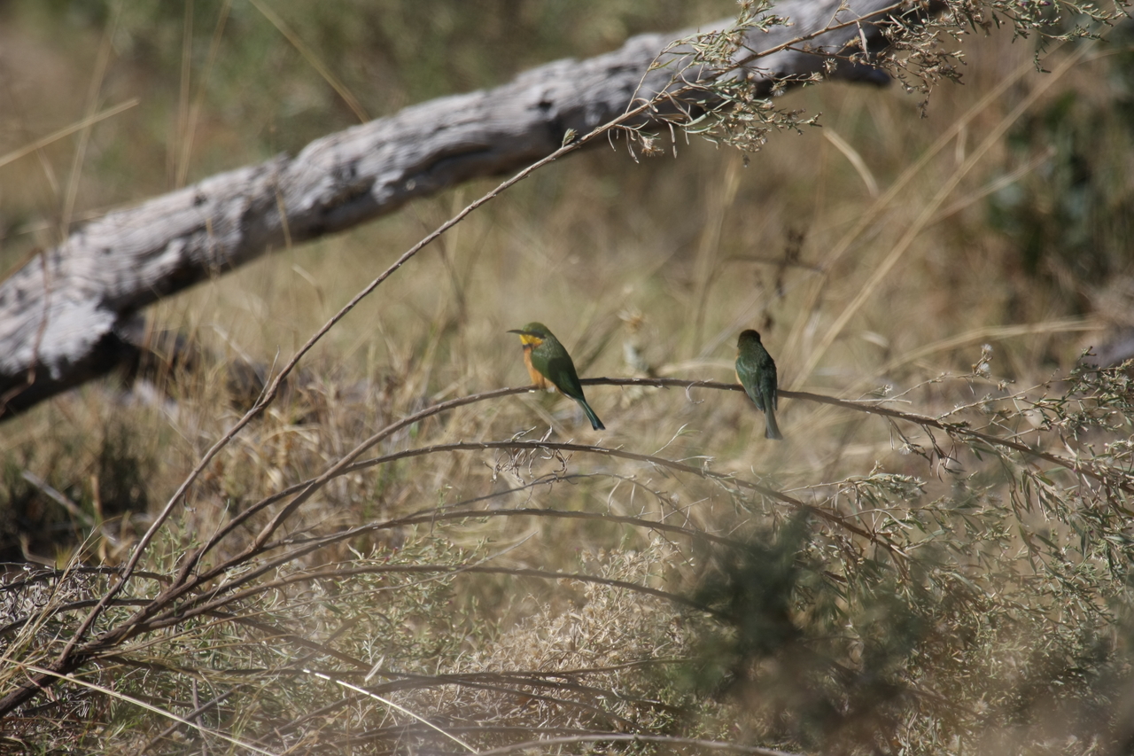 [21191] 2016_06_29_04_07_04_Africa_Canon_EOS_40D_IMG__00150.jpg
