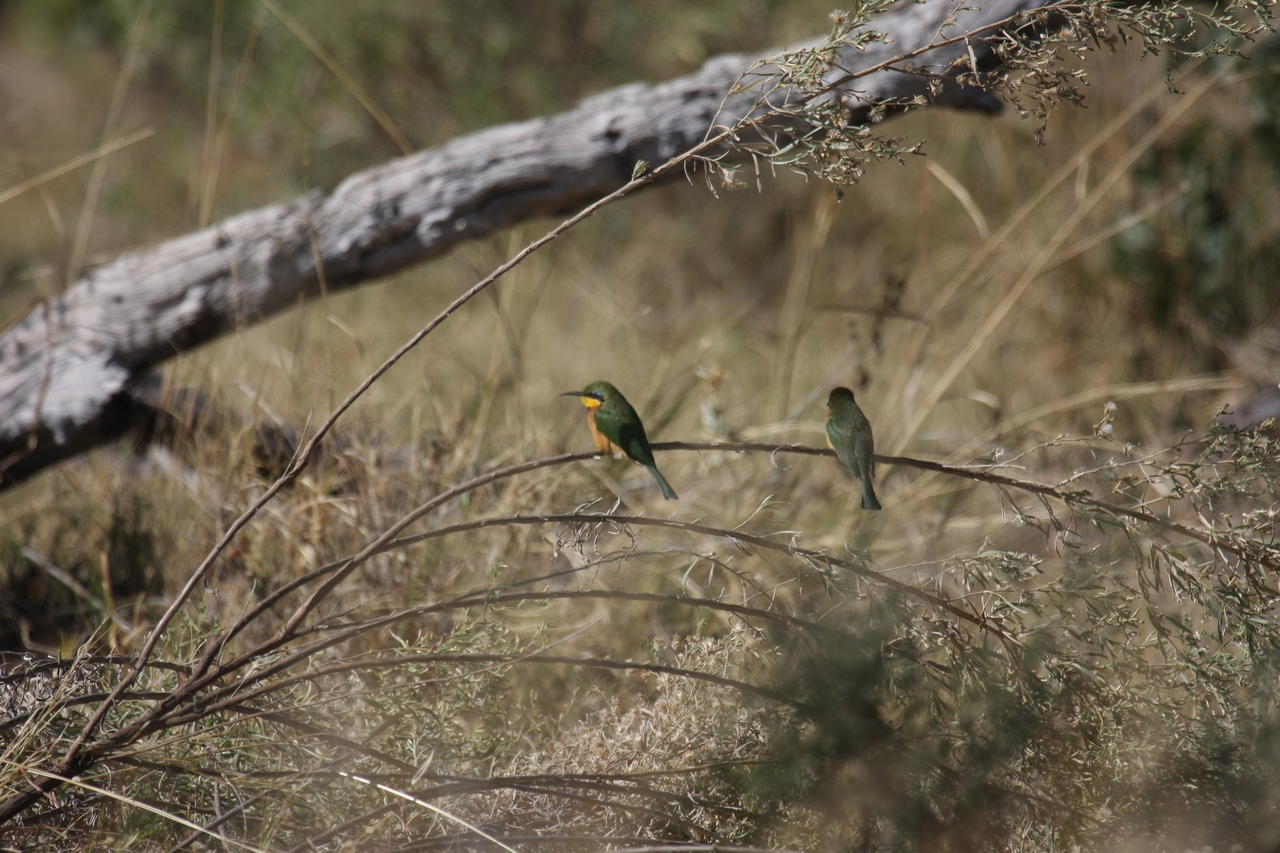 [21199] 2016_06_29_04_07_04_Africa_Canon_EOS_40D_IMG__10841.jpg