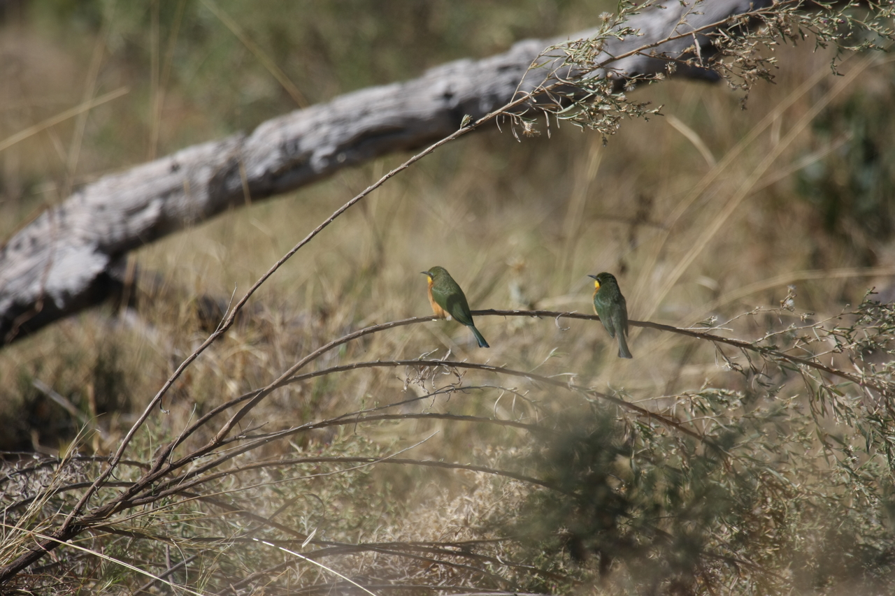 [21204] 2016_06_29_04_07_10_Africa_Canon_EOS_40D_IMG__10842.jpg