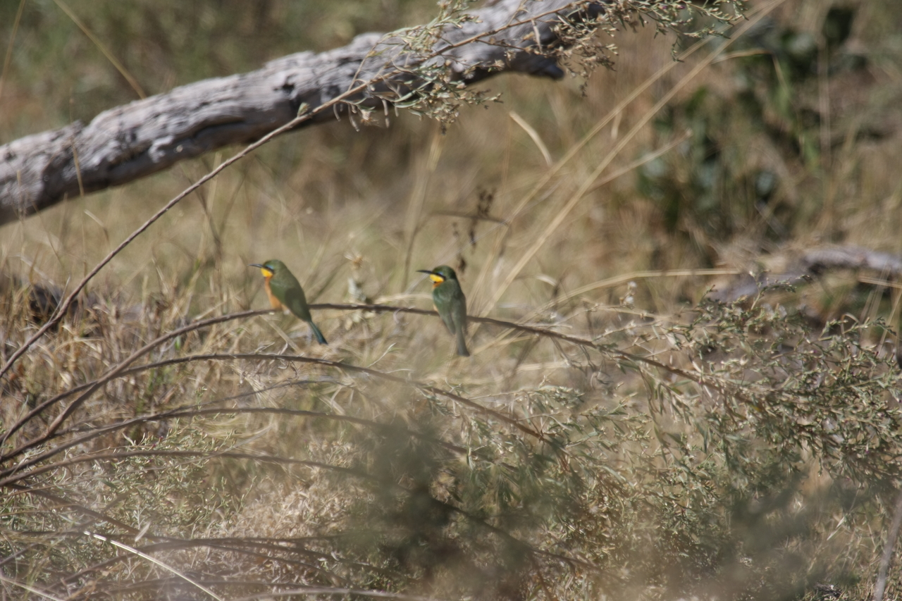[21206] 2016_06_29_04_07_17_Africa_Canon_EOS_40D_IMG__00155.jpg