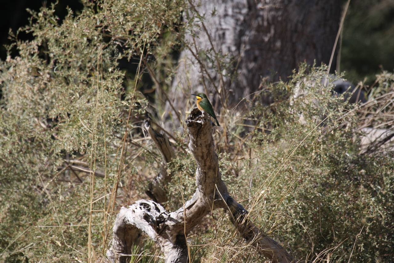[21217] 2016_06_29_04_07_37_Africa_Canon_EOS_40D_IMG__00161.jpg