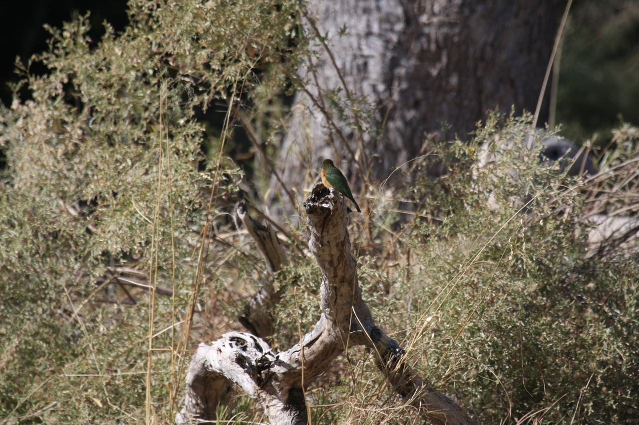 [21221] 2016_06_29_04_07_37_Africa_Canon_EOS_40D_IMG__10848.jpg