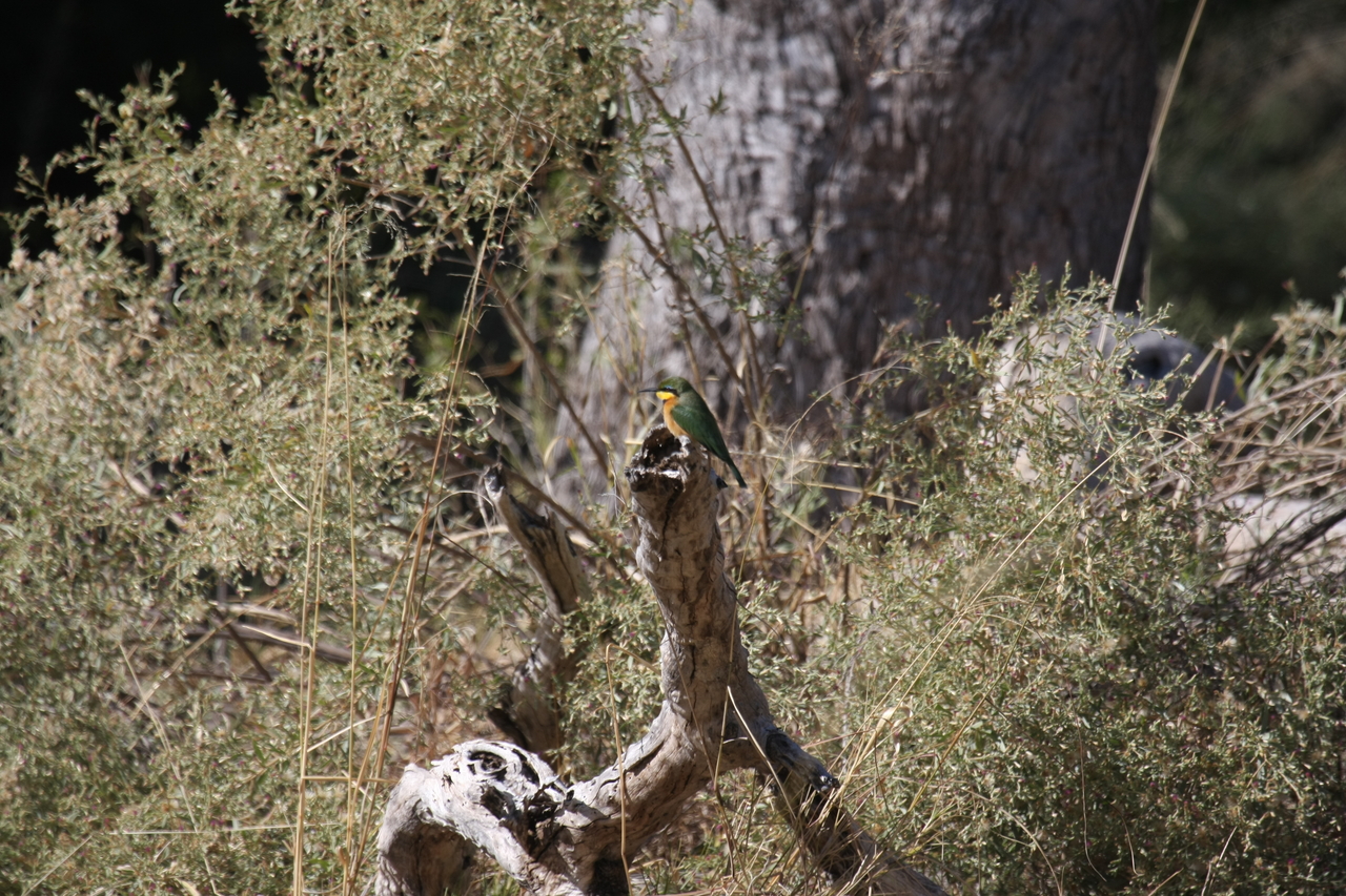 [21225] 2016_06_29_04_07_39_Africa_Canon_EOS_40D_IMG__00163.jpg
