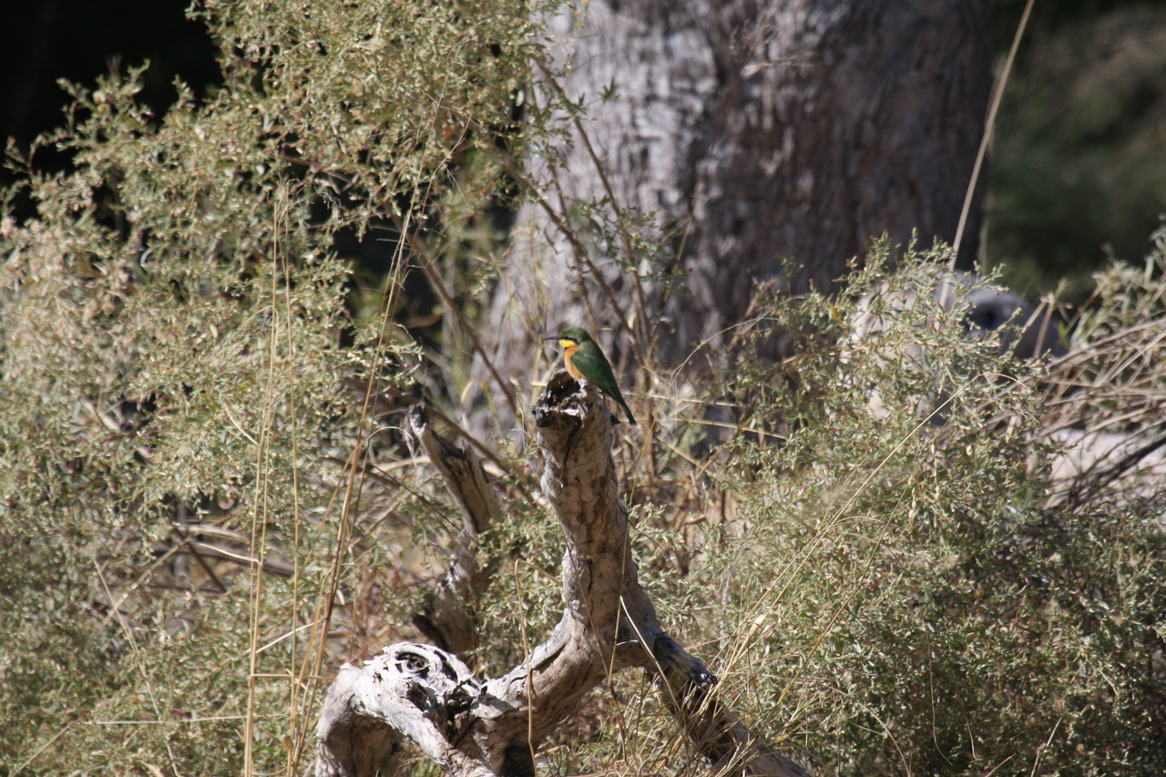 [21226] 2016_06_29_04_07_39_Africa_Canon_EOS_40D_IMG__03404.jpg