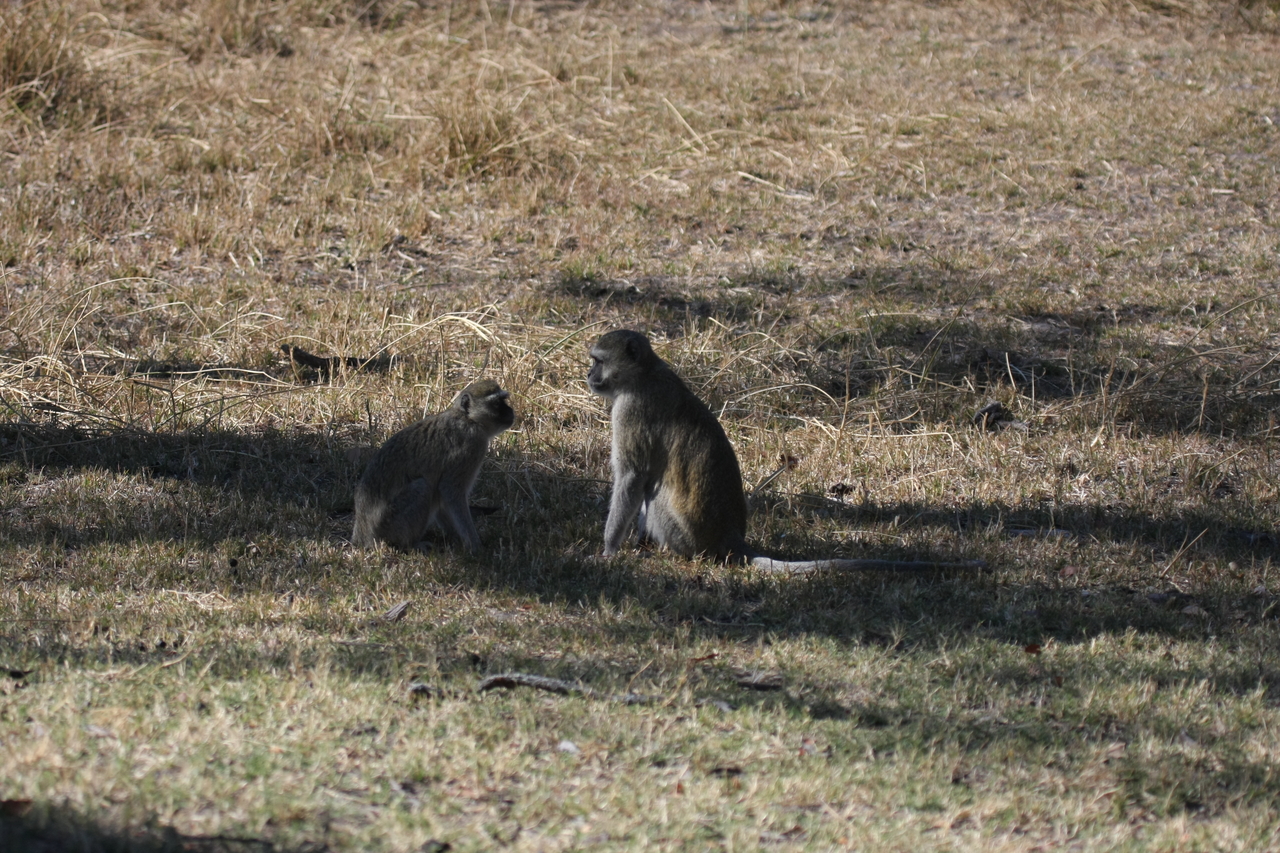 [21237] 2016_06_29_04_30_43_Africa_Canon_EOS_40D_IMG__00167.jpg