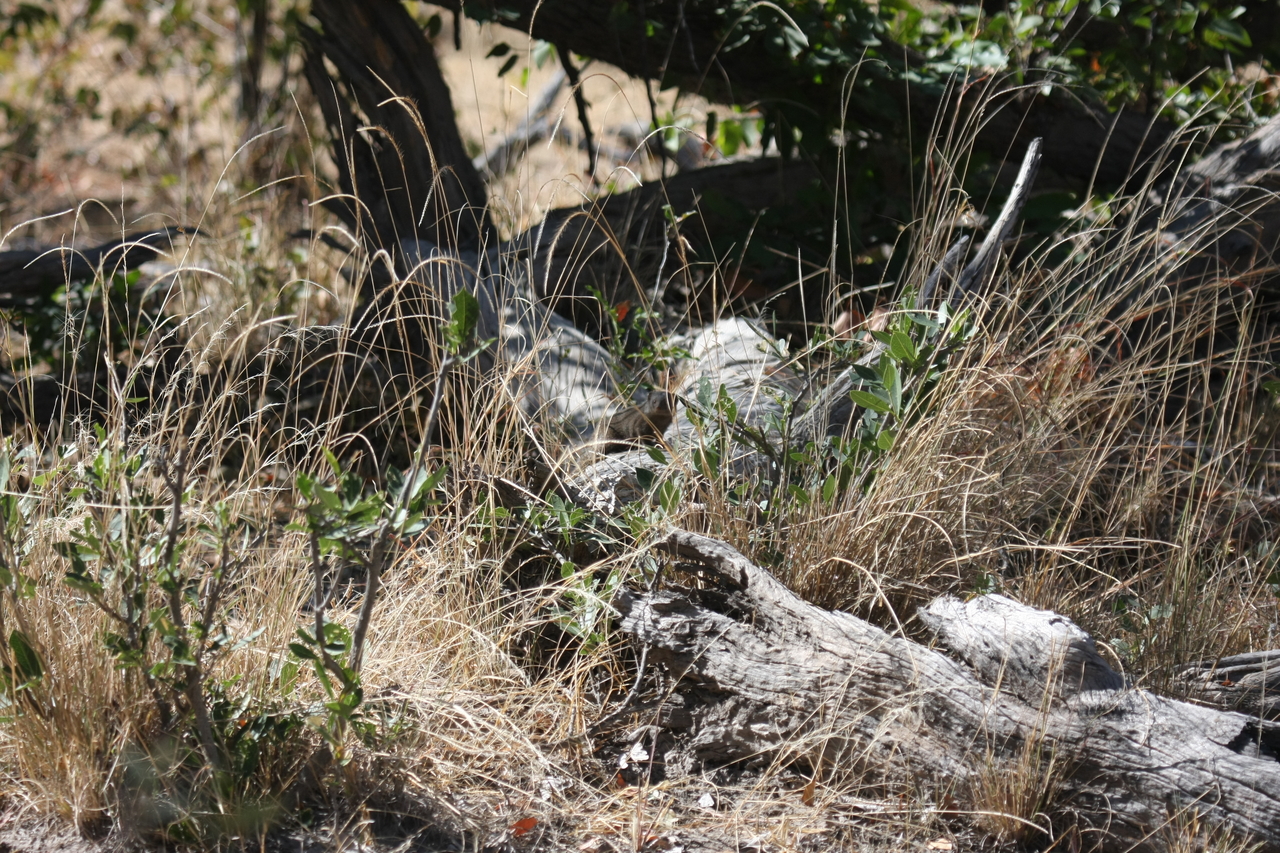 [21242] 2016_06_29_04_38_34_Africa_Canon_EOS_40D_IMG__00168.jpg