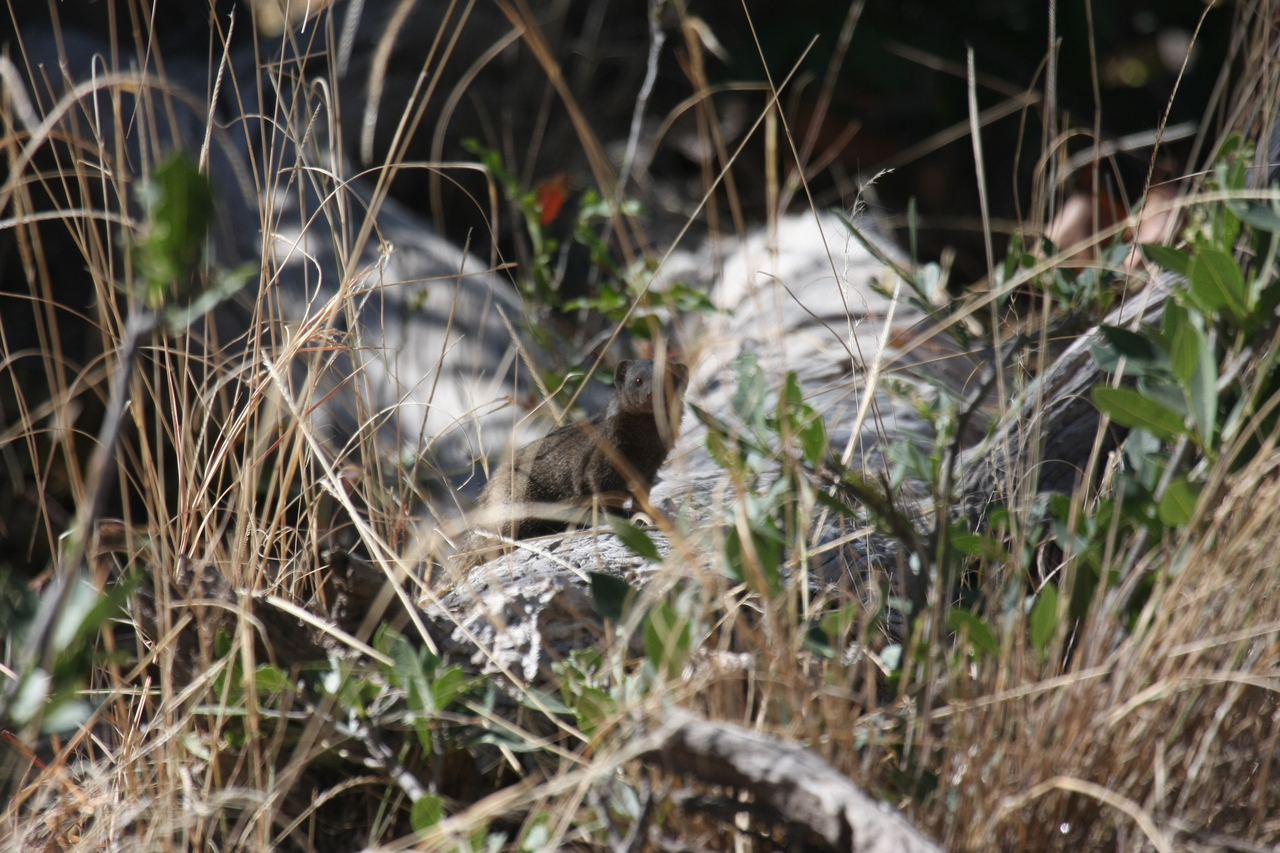 [21250] 2016_06_29_04_38_45_Africa_Canon_EOS_40D_IMG__03414.jpg